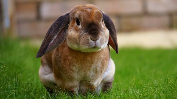 What are the essentials of winter care for outdoor rabbits?