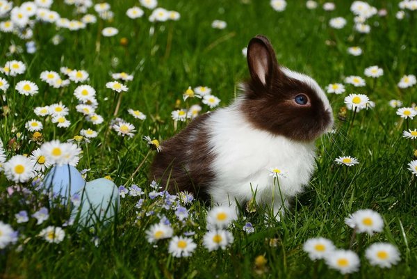 Can rabbits be kept safely with other small pets?