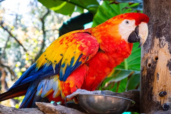 What are the causes of feather plucking in parrots?
